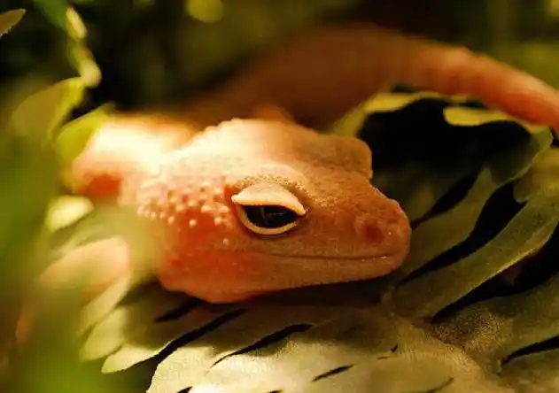 极为罕见:自然界中十大橙色动物