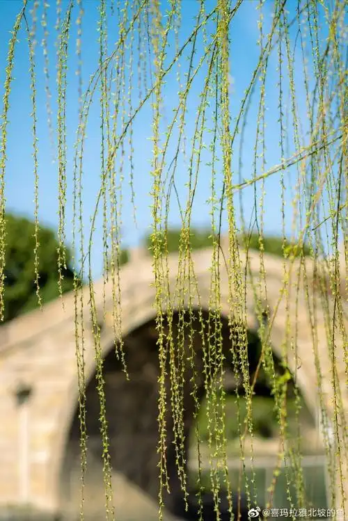 旅行##你好春天##发现极美苏州