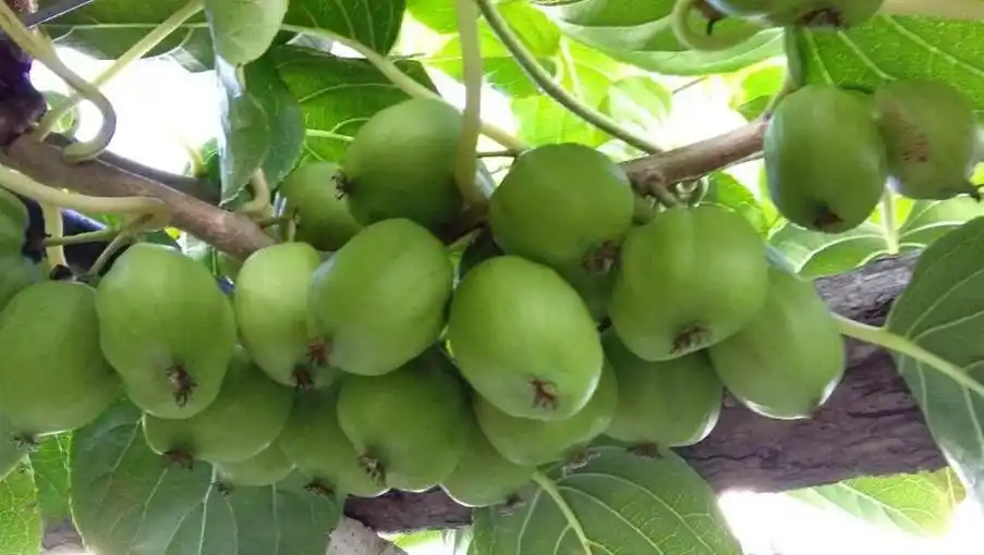 养花的同时顺带种棵果树,既能欣赏,又能饱口腹之欲,耐寒好养活