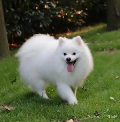 博美犬如何训练