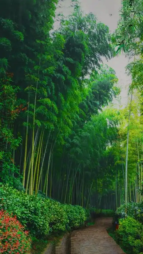 风景#青石小路,竹林细雨,你想执谁之手?
