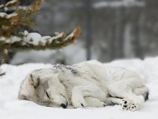 狼睡在雪地里,冬天 750x1334 iphone 8/7/6/6s 壁纸,图片,背景,照片
