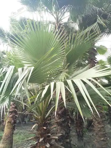 0公分华盛顿棕价格_自然高700.0丨冠幅400.