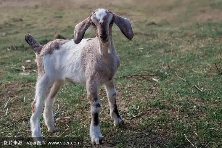 有大耳朵的山羊