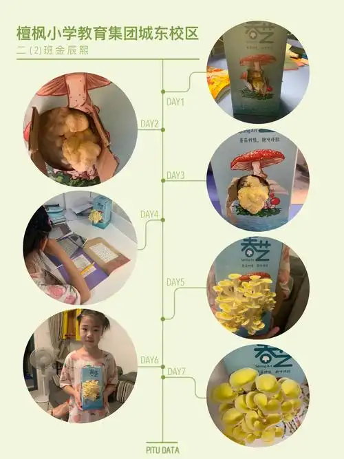 一平米种植观察记录篇 ――檀枫小学教育集团城东校区 - 美篇