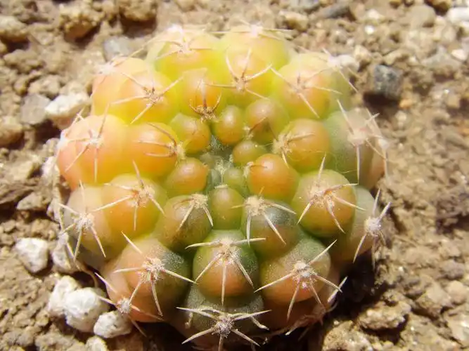 瑞昌玉锦糖果色白刺裸萼日本进口多肉植物多肉植物