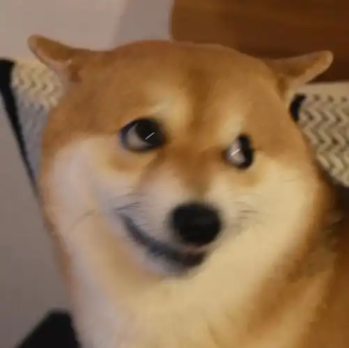 水 | 一些实用的柴犬表情包