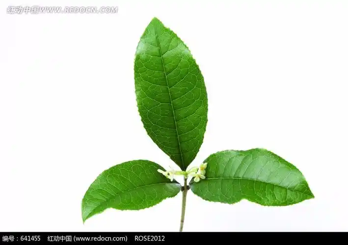 展开全部 第一个是桂花树叶.