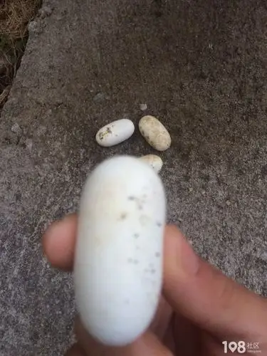 74延伸阅读光看这蛇蛋表面也许觉得没什么可怕的