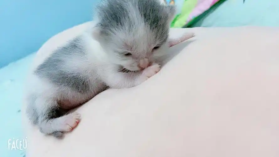 10月4号出生的英短蓝白