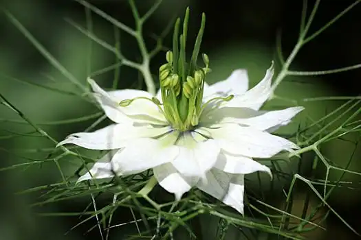 白花,黑种草,一年生植物,植物,毛茛