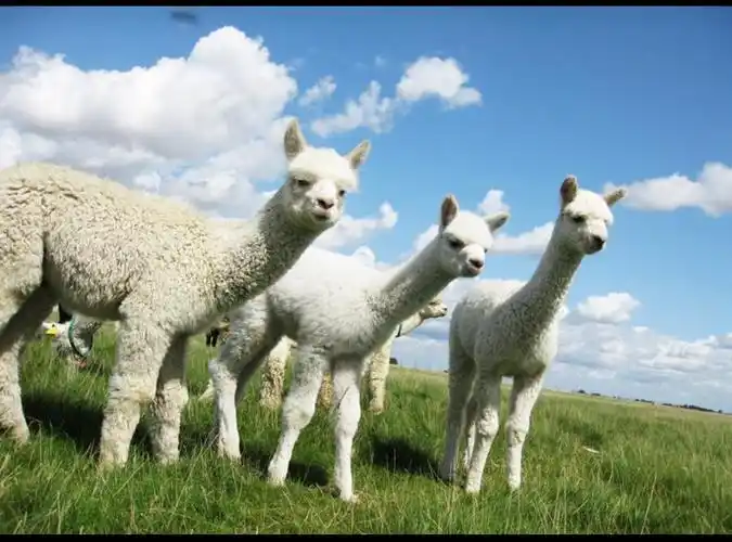 驼羊和羊驼有什么区别?