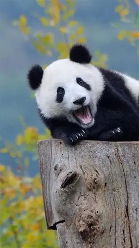 可爱憨憨大熊猫