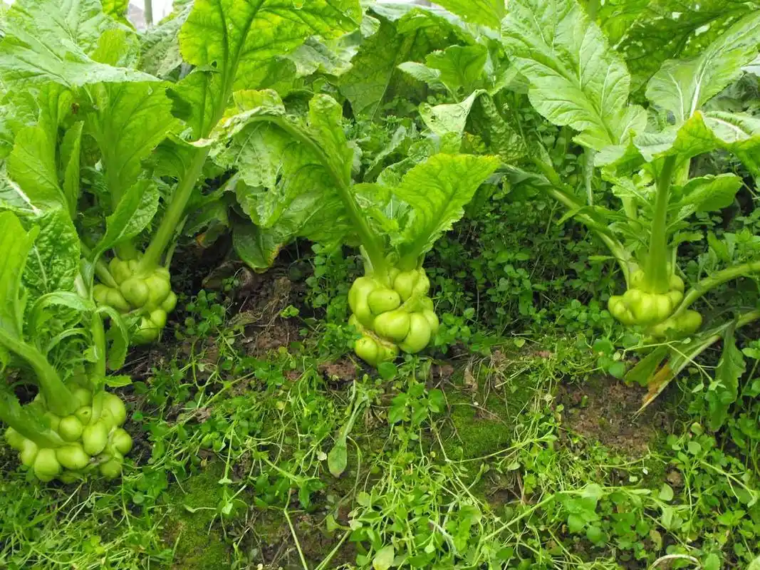 认识你身边的植物芥菜
