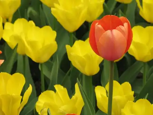 玉渊潭一支郁金香