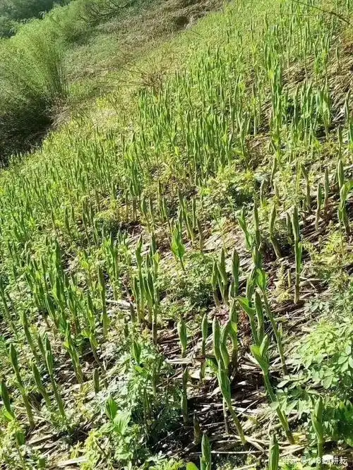 以下这种竹叶菜,生长在海拔在3000米以上的怒江碧罗雪山!