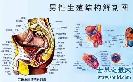 外生殖器包括阴囊和阴茎;内生殖器包括生殖腺体(睾丸),排精管道(附睾