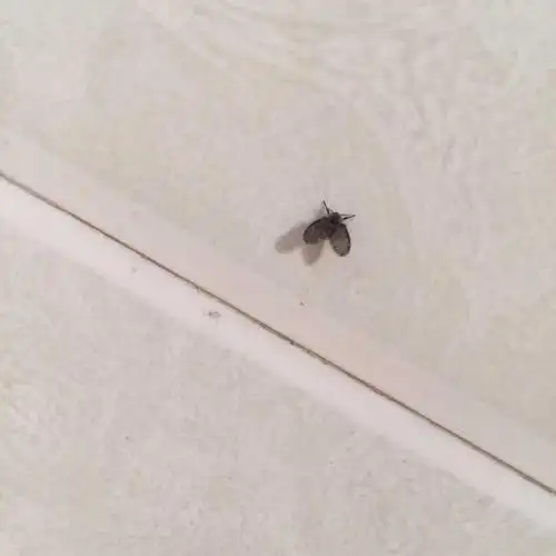 蛾蠓对人体有害吗?怎么消灭