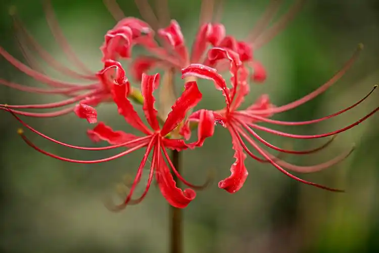 彼岸花壁纸图片大全 - 花百科