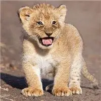 可爱的小狮子头像世界上最可爱的小狮子