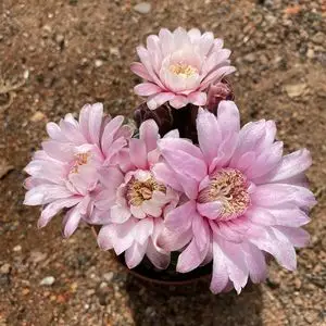 美花海王稀有趴刺仙人球多肉植物阳台重瓣大花伏刺仙人掌美观盆栽