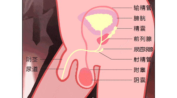 小弟弟附近的毛发是卷曲的 这是为了 排汗散热 相应地 阴囊上有一些