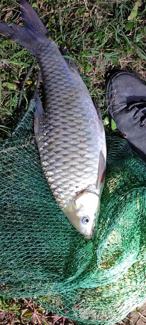 湖库钓御临河清波鱼