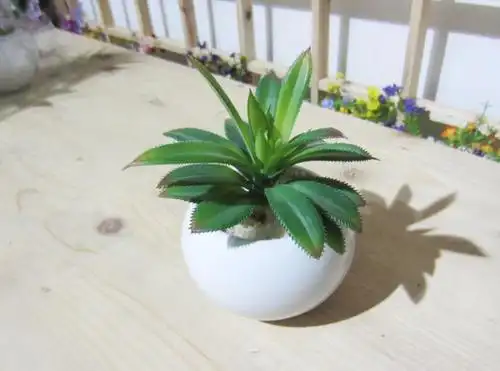 卧室里适合养哪些花草 在夜间释放氧气的植物有 仙人掌类仙人球仙人山