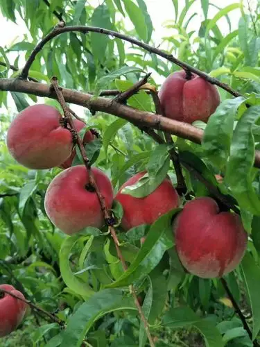 免费任摘任吃!广东这个地方50亩春蜜桃成熟啦!_桃子