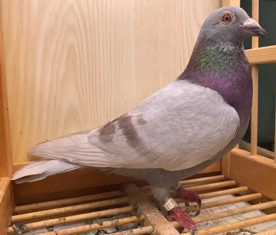 名家鸽 syx22-994044 红二线雄 2022春季南海 - 抖音