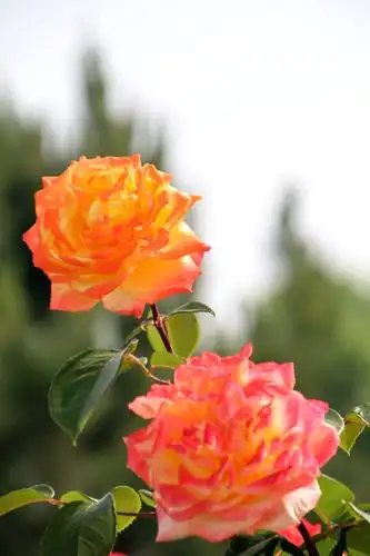 光谱月季耀新城