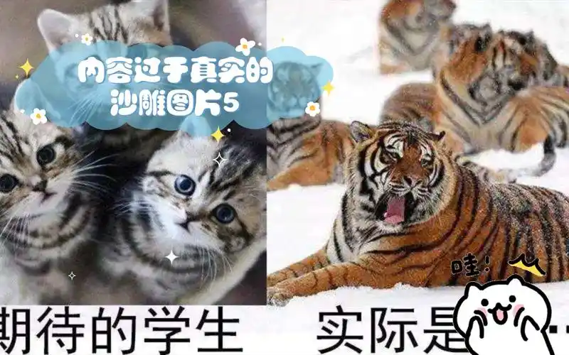 内容过于真实的沙雕图片5