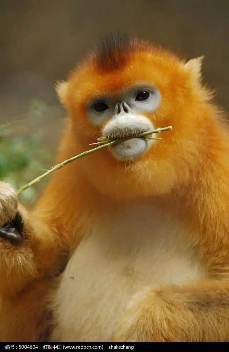美丽的金丝猴 金丝猴是我国特有的珍稀动物,主要分布于我国的四川,云