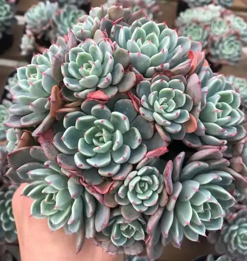 佳其园艺|娜娜小勾群生 多肉植物组合盆栽防辐射绿植花卉办公创意