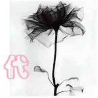 她姓代的微信头像【点击鼠标右键下载】