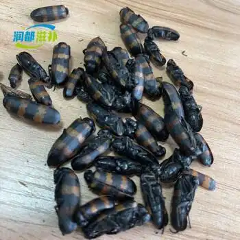 斑蚝班虫毛蝥毛虫班虫斑猫花斑毛花壳虫大个禁止内服外用中药材 100g