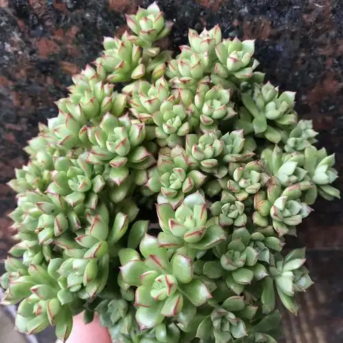 酥皮鸭老桩超大多头趣味多肉植物悬崖手捧花办公室呆萌小盆栽包邮