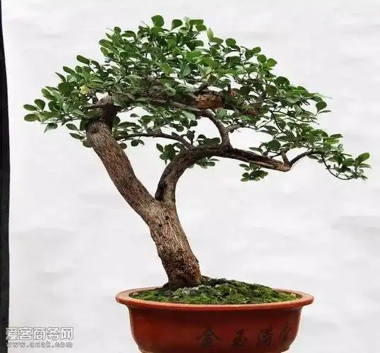 种植璀璨欣赏价值盆景扶芳藤