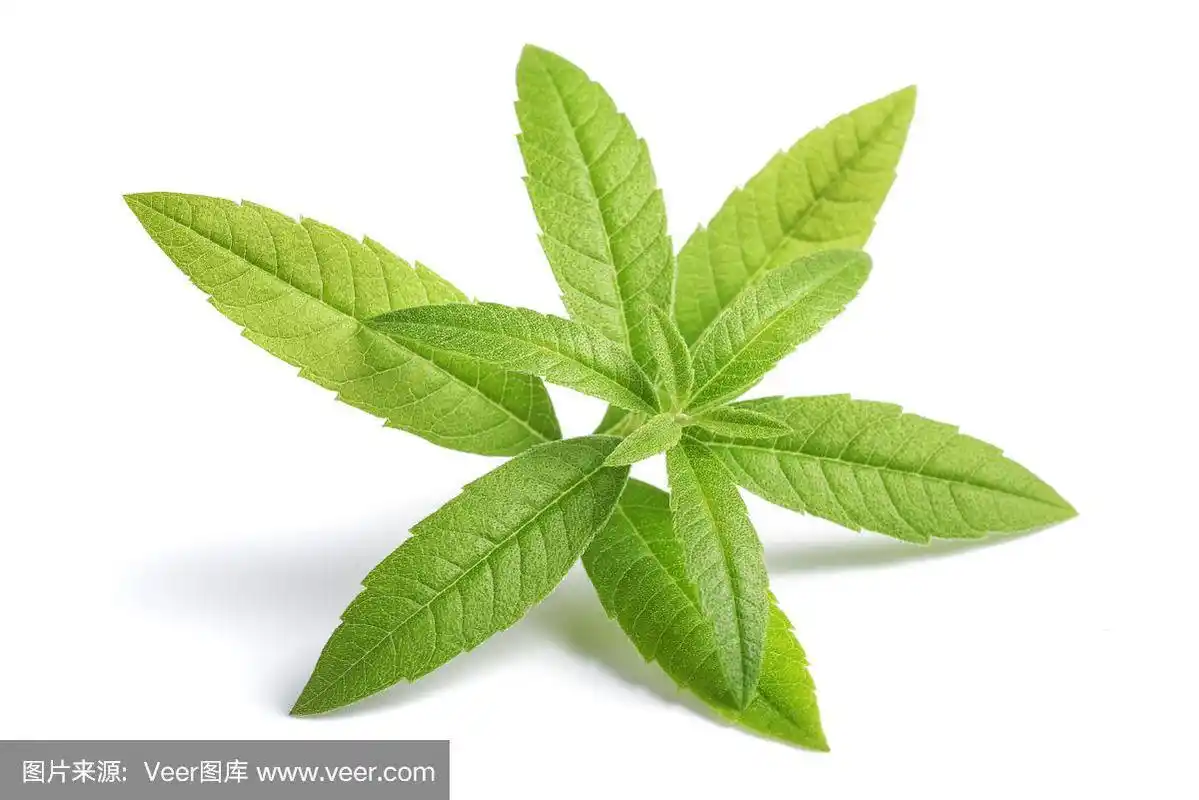 柠檬马鞭草(beebrush)