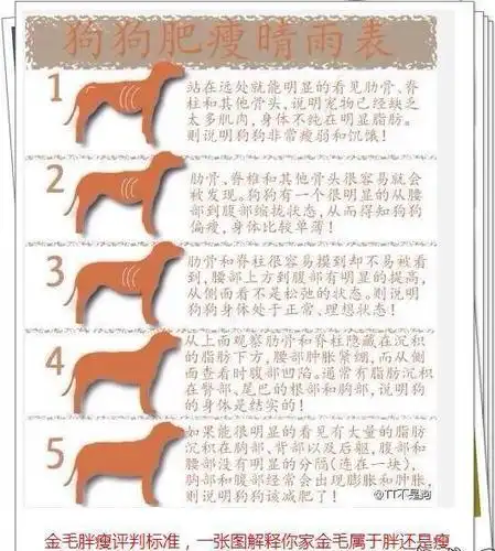 金毛胖瘦晴雨表,狗狗体重,身高参考值