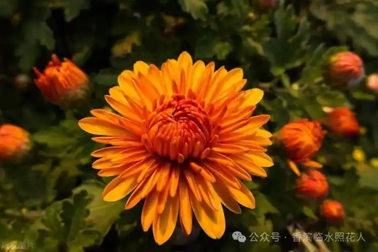 原创思维导图画作文统编三年下齐鑫田我的植物朋友长寿菊