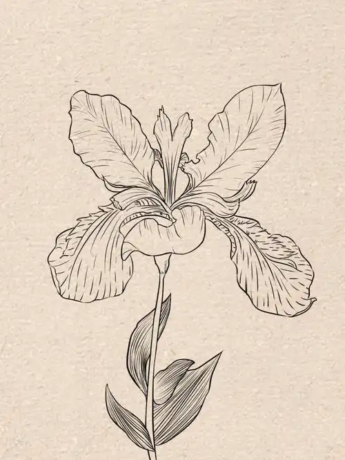 线条练习29100鸢尾花速写