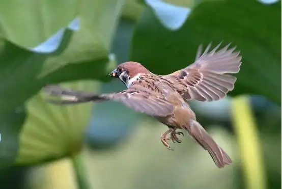 怎么样麻雀野生小麻雀怎么养才能养活