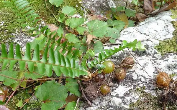 什么是蜈蚣草蜈蚣草有什么价值