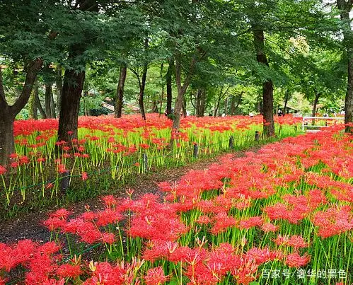 东京近郊500万株曼珠沙华盛开 如红色地毯望不见尽头