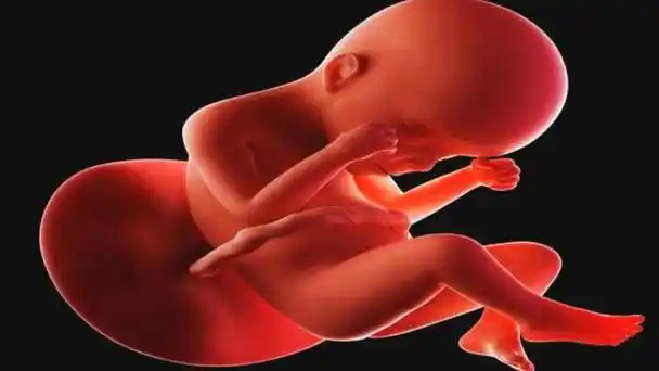 胎儿发育的第九个月