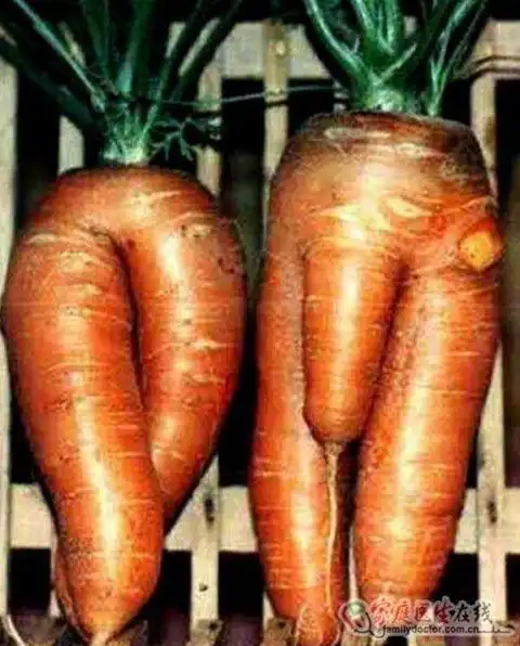 大自然的结晶酷似人体生殖器的畸形蔬果组图