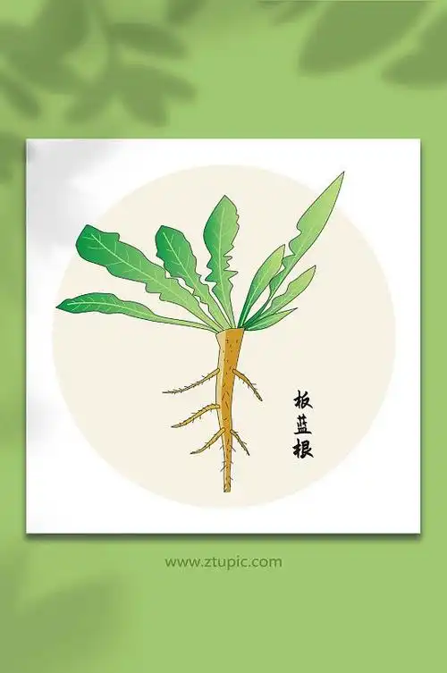 板蓝根中医药材元素插画
