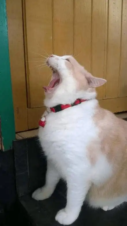 自从用了美白霜,猫咪都变白了