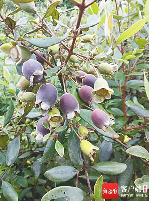 桃金娘的果实.资料图